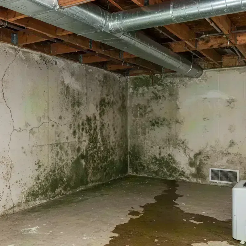 Professional Mold Removal in Clinton County, NY